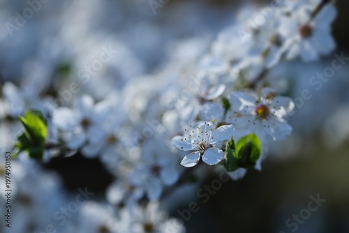 Spring buds in the garden