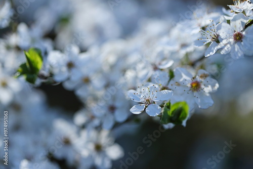 Spring buds in the garden