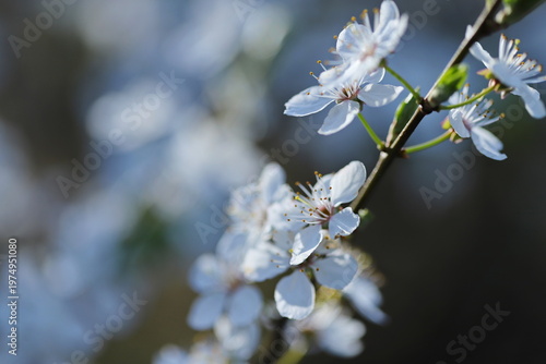 Spring buds in the garden