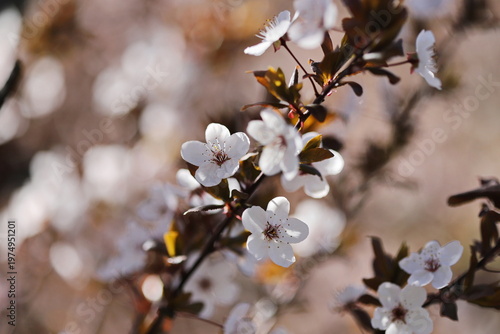 Cherry plum tree (Prunus cerasifera)