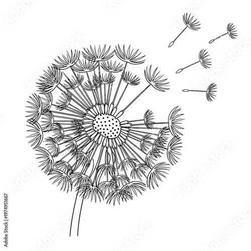 Delicate dandelion seed head a moment of natural dispersal