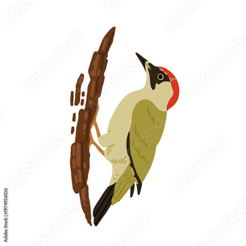 European forest birds set with European green woodpecker, fieldfare, brambling, yellowhammer and Eurasian collared dove. Flat vector bird watching illustration set