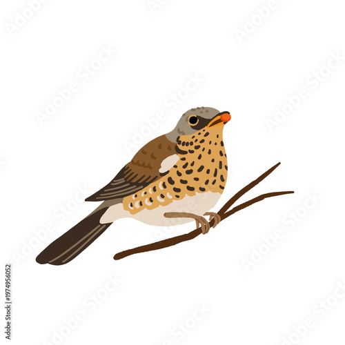European forest birds set with European green woodpecker, fieldfare, brambling, yellowhammer and Eurasian collared dove. Flat vector bird watching illustration set