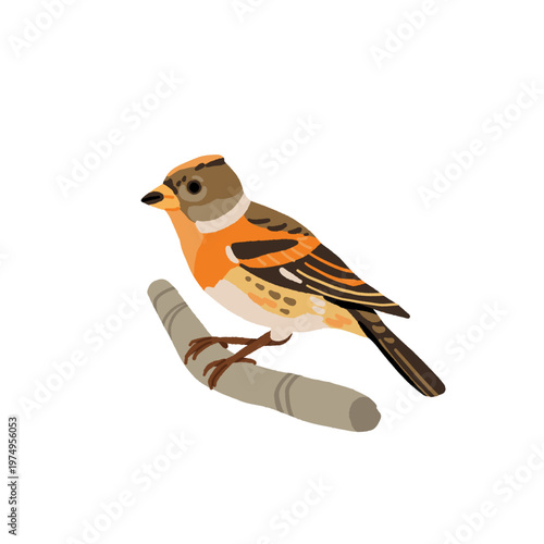 European forest birds set with European green woodpecker, fieldfare, brambling, yellowhammer and Eurasian collared dove. Flat vector bird watching illustration set