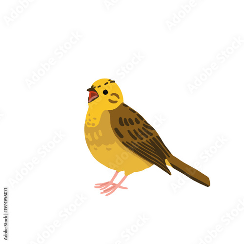 European forest birds set with European green woodpecker, fieldfare, brambling, yellowhammer and Eurasian collared dove. Flat vector bird watching illustration set