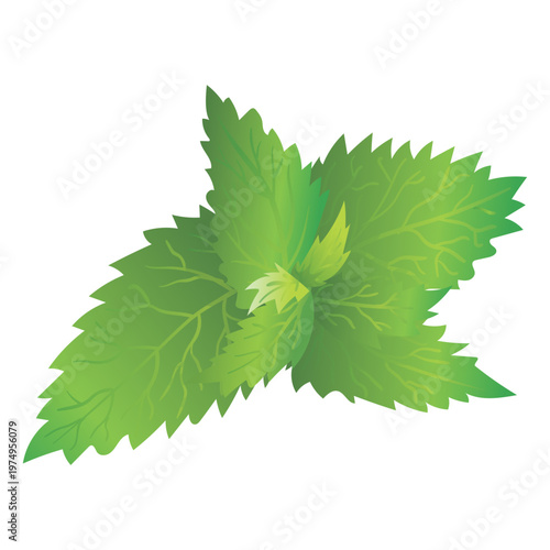 Stinging nettle illustration