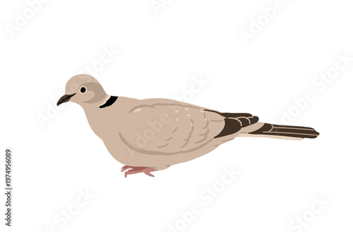 European forest birds set with European green woodpecker, fieldfare, brambling, yellowhammer and Eurasian collared dove. Flat vector bird watching illustration set