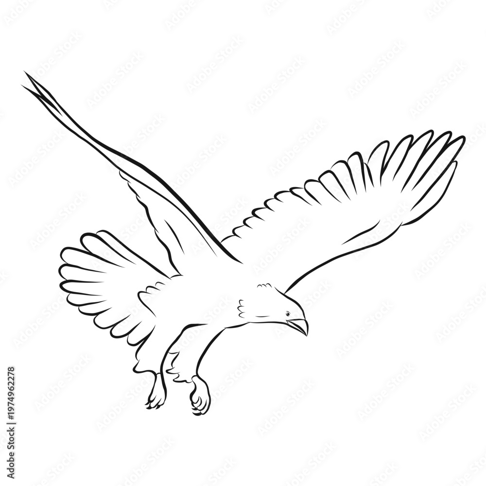 Obraz premium Eagle in flight sketch vector