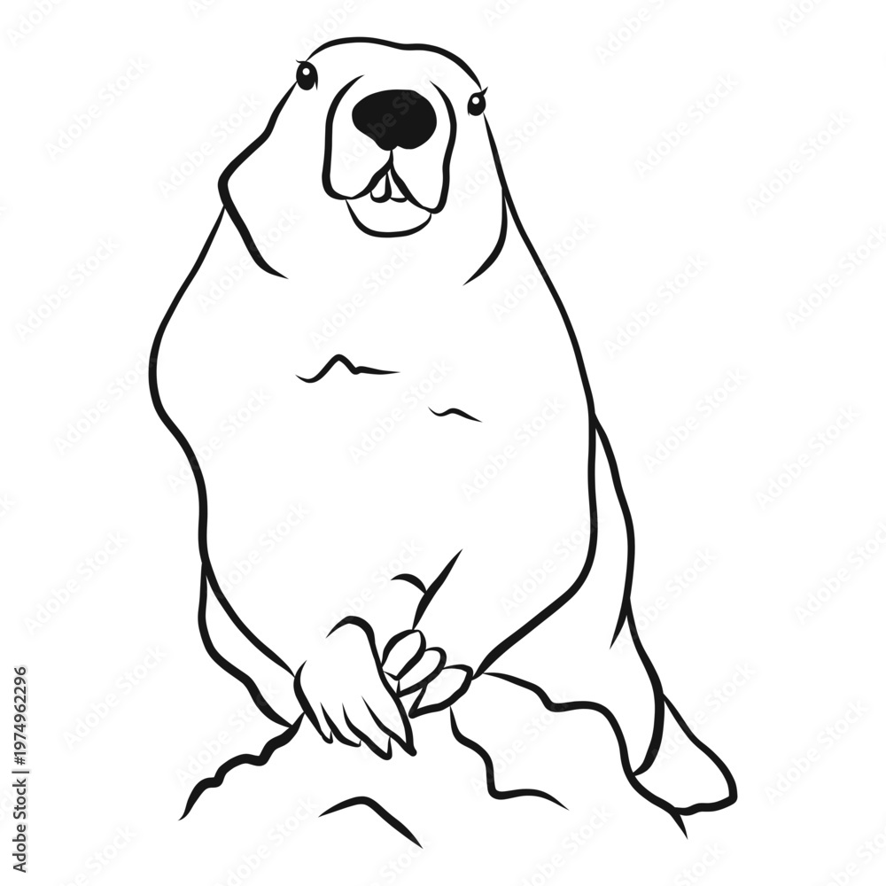 Fototapeta premium Groundhog animal sketch vector