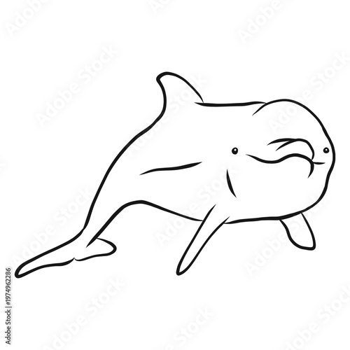 Bottlenose dolphin sketch vector