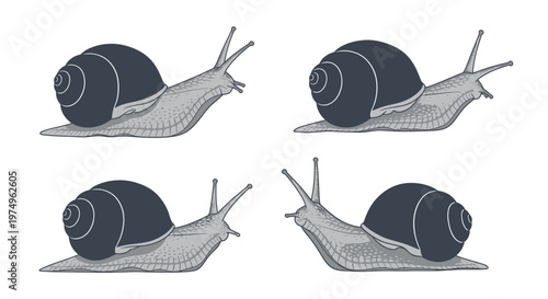 Four stylized snails crawling in different directions on a white background.