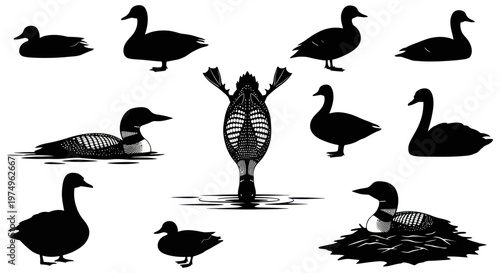Schilderij op canvas Collection of various duck and loon illustrations in silhouette