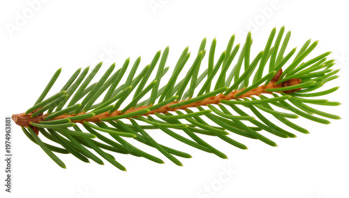Принти на полотні Isolated vibrant green spruce fir branch with sharp fresh needles and small brow