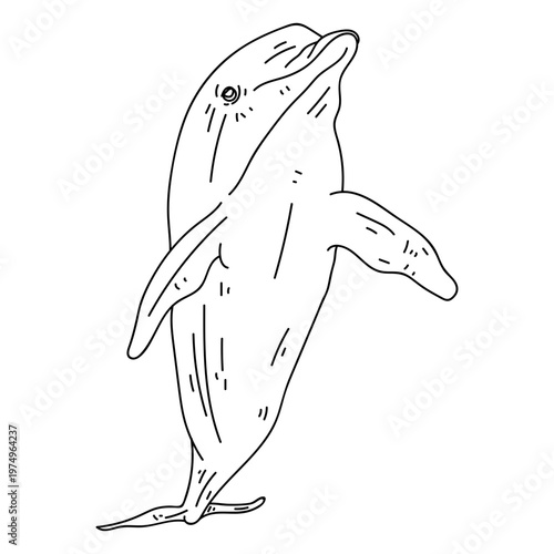 Dolphin swimming tail flipper stroke