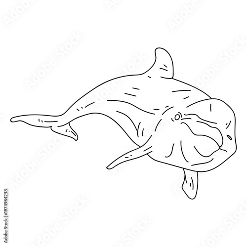 Dolphin tail flipper stroke