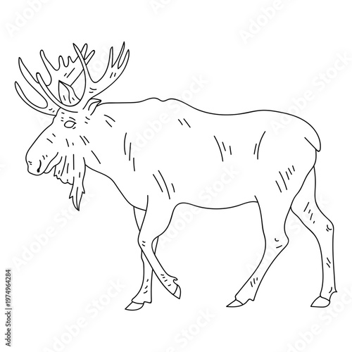 Elk moose antler hoof stroke