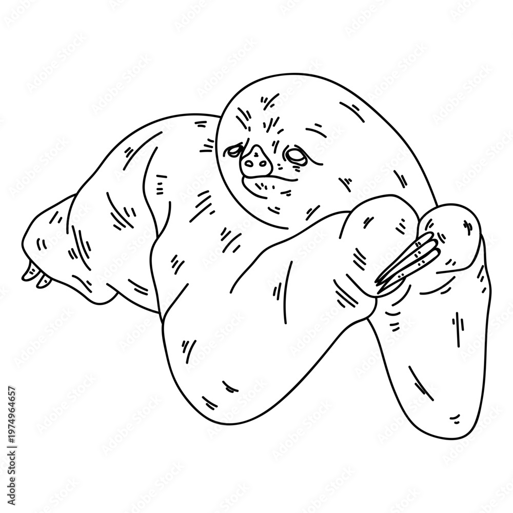 Fototapeta premium Claw sloth stroke