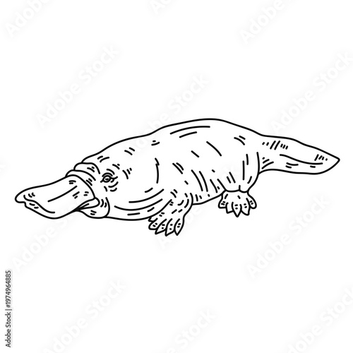 Platypus beak duckbill tail line
