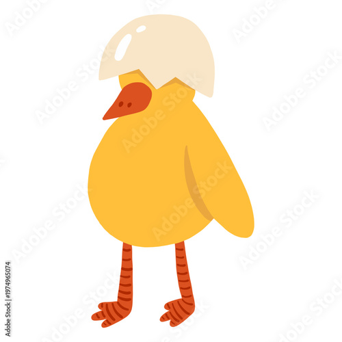 Shell chicken beak flat