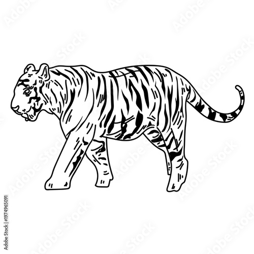 Tiger stripe tail stroke