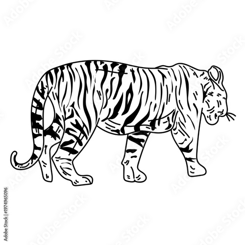 Tiger tail stripe stroke
