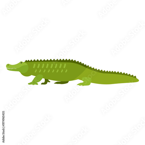 Alligator crocodile tail fang flat