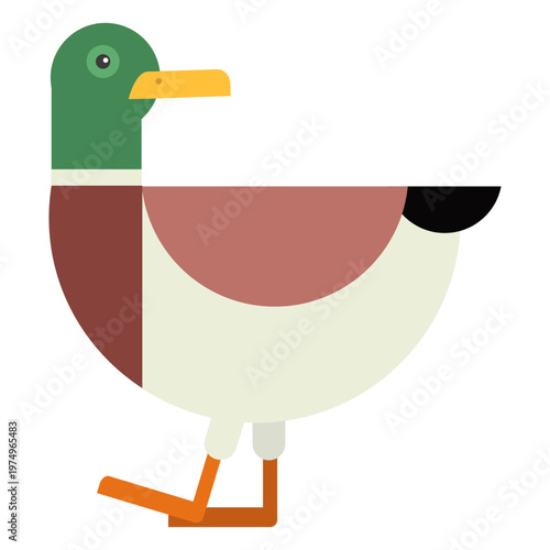 Photography Drake duck tail wild duck beak flat rounded geometric