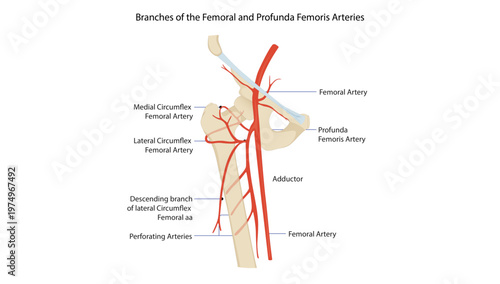 Branches of the Femoral and Profunda Femoris Arteries
femoral artery and its major branches including profunda femoris, circumflex, and perforating arteries.