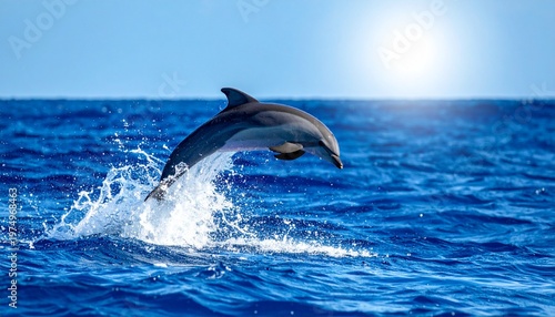 dolphin jumping out of water