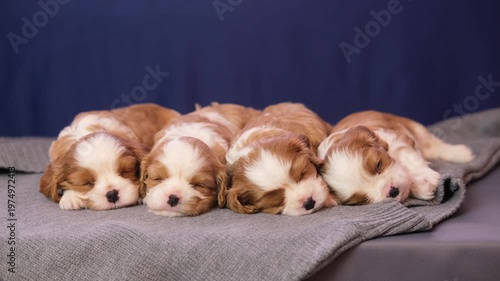Adorable Cavalier King Charles Spaniel puppies nestle together on a blanket against a soft bokeh background. A pet concept.