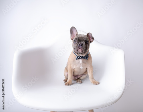 Fotografía French bulldog puppy