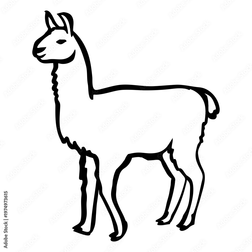 Fototapeta premium Llama animal stroke llama