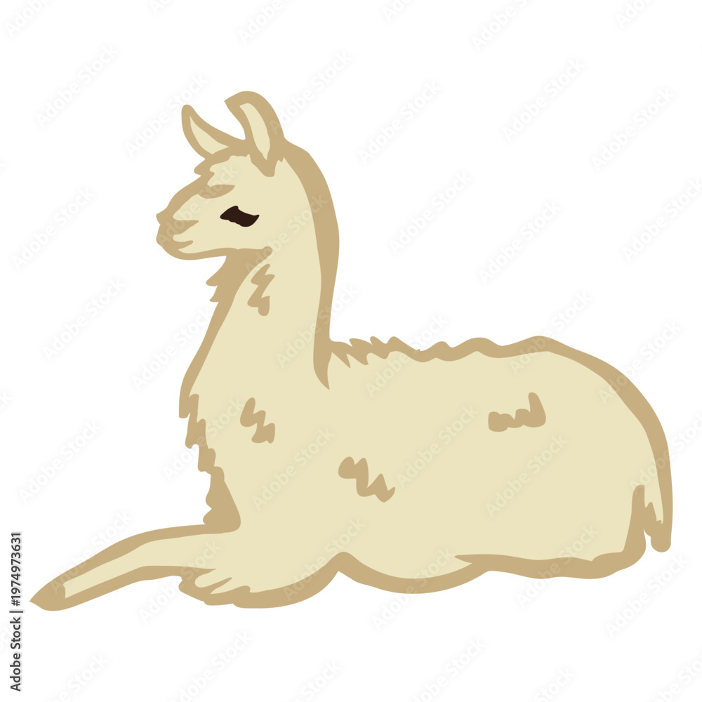 Fototapeta premium Llama sitting flat animal