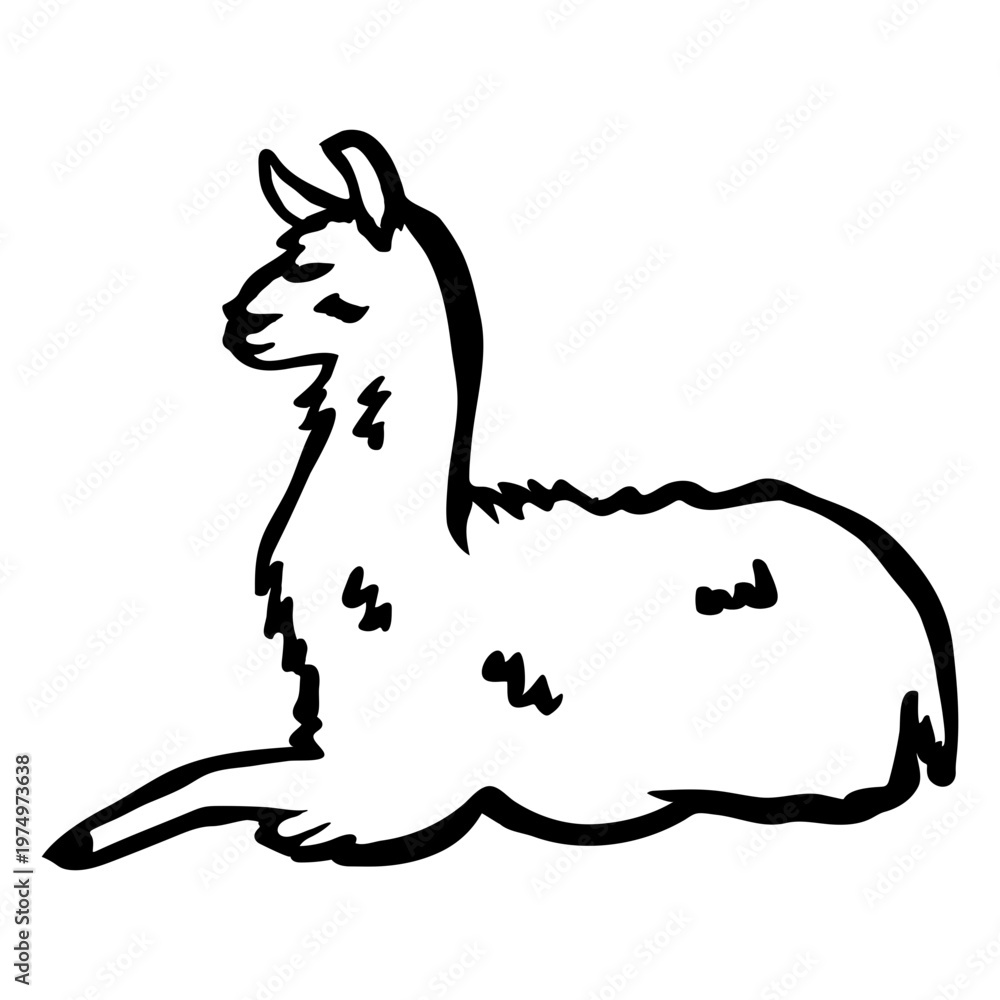 Obraz premium Llama sitting stroke llama