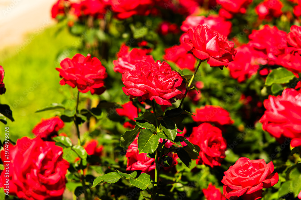 Obraz premium Red roses in a garden during a sunny day with bright colors and rich blooms attracting attention from visitors