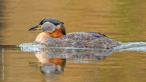 Red Neck Grebe in Fernan Lake Idaho
