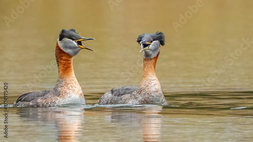 Red Neck Grebe in Fernan Lake Idaho