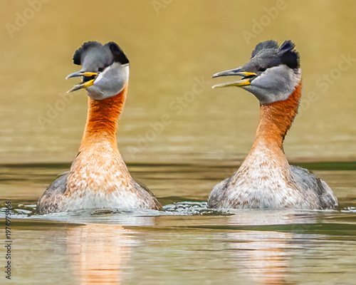 Red Neck Grebe in Fernan Lake Idaho