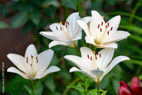 White Lily Flowers In Garden Blooming Close-Up With Green Leaves And Soft Natural Light