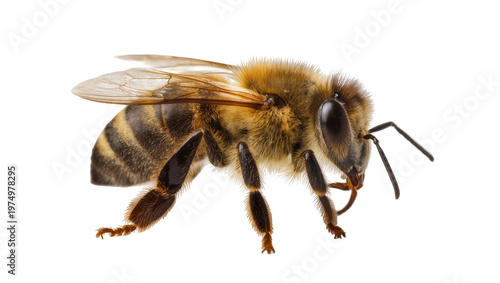 Isolated furry honey bee, a detailed close-up side view of an Apis mellifera insect