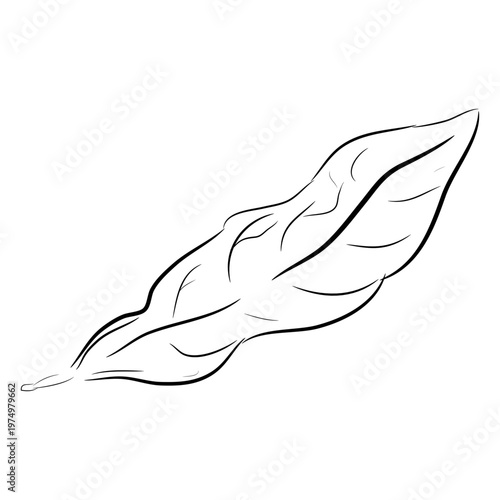 Coffee leaf with creases