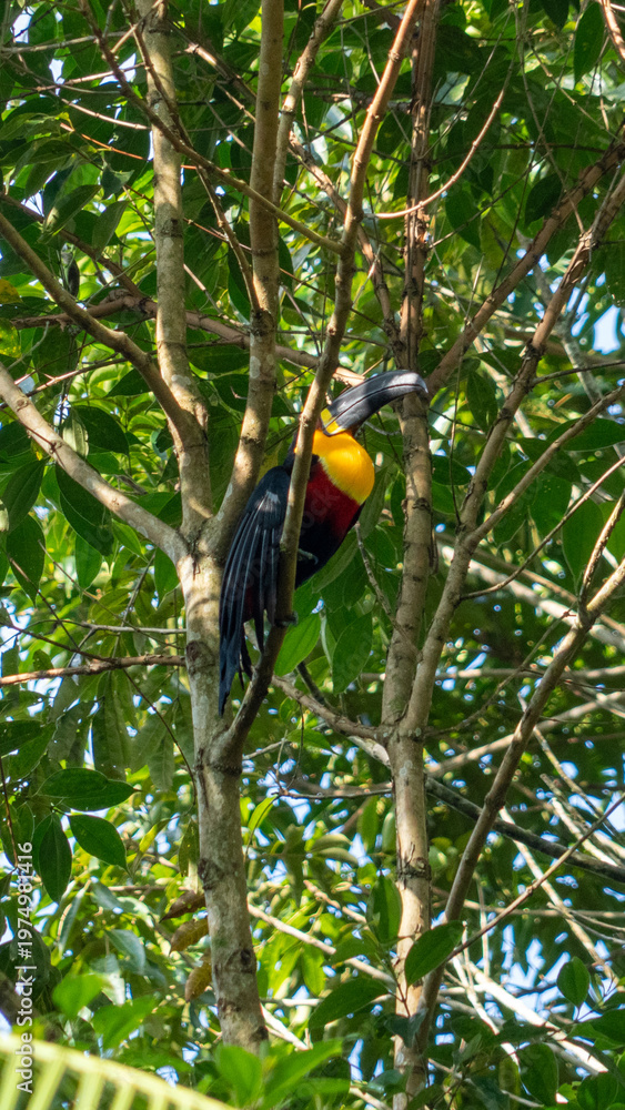 Obraz premium Channel-billed toucan feeding on palm tree berries in the Brazilian Atlantic Forest