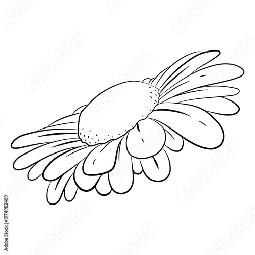 Daisy facing up stroke