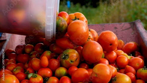 A large quantity of ripe red tomatoes freshly harvested and poured into a wheelbarrow in the field. Concept of organic farming, vegetable cultivation, and seasonal harvest. Fresh produce, agriculture