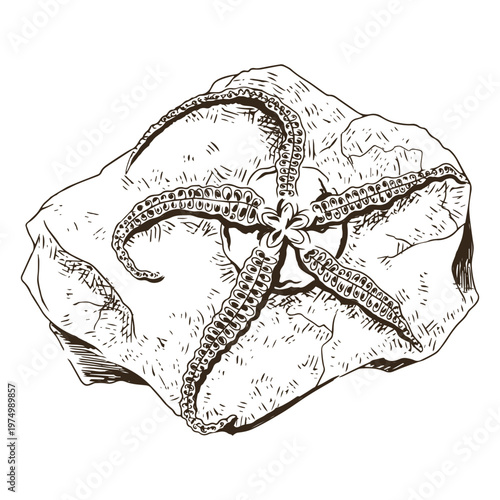 Starfish hand drawn rock