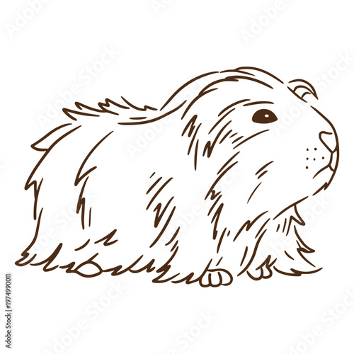 Bild auf Leinwand Guinea pig stroke sheba