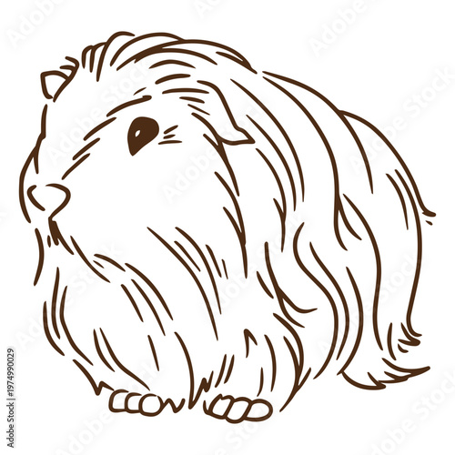 Guinea pig stroke peruvian