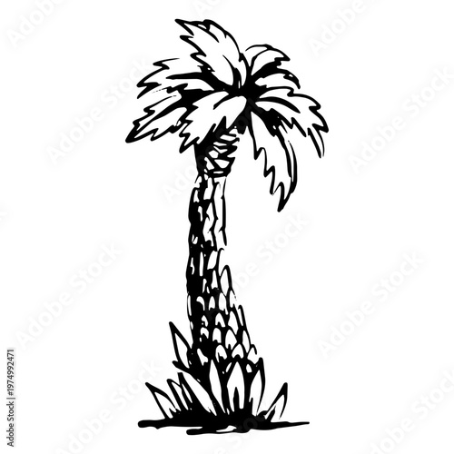 Drawing of palm tree