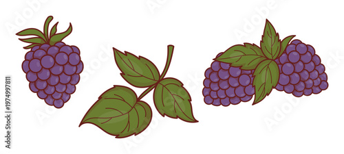 Ripe Blackberries and Branches. Isolated Forest Berry Fruit Clipart. Eco-friendly Natural Botanical Garden Element Set. Vector Illustration.