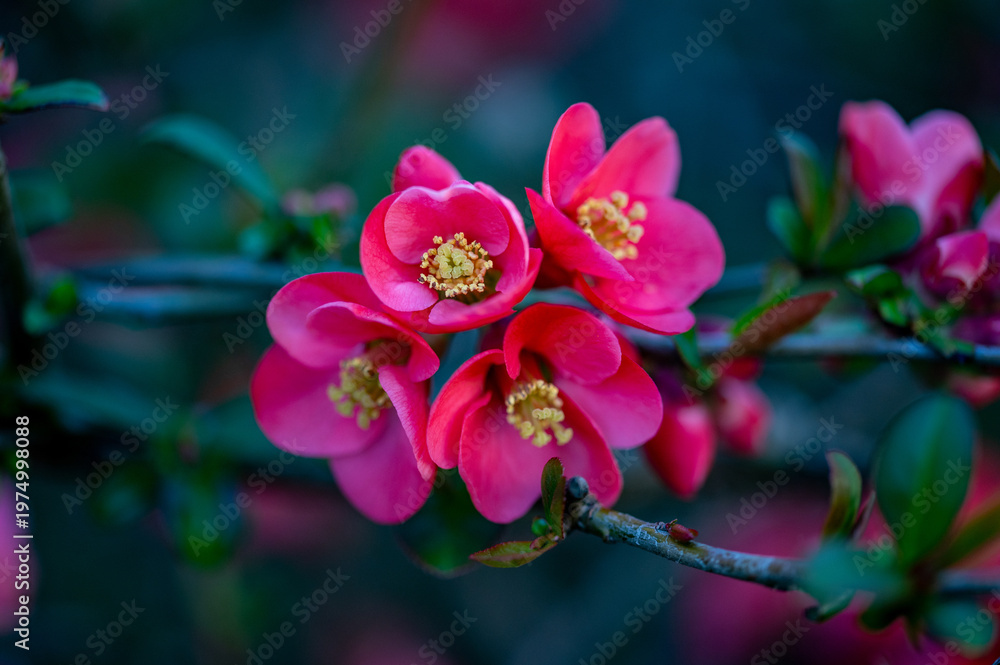 Obraz premium pink flower